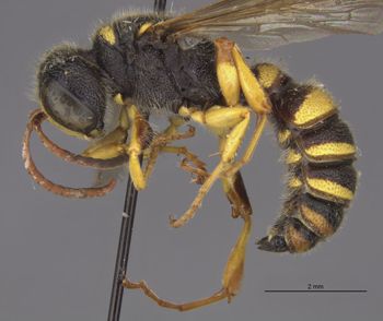 Media type: image;   Entomology 13771 Aspect: habitus lateral view